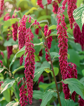 Żerriegħa Love Lies Bleeding Amaranthus Caudatus Annwali