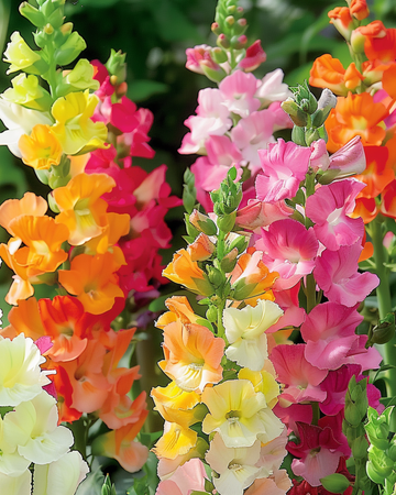 Snapdragon Half Tall siemenet (Antirrhinum majus) – yksivuotinen sekoitus
