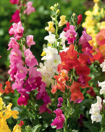 Leijonankita Tom Thumb Mixed -siemenet (Antirrhinum majus) – yksivuotinen sekoitus
