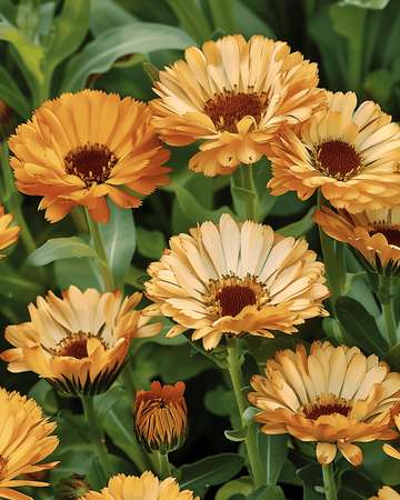 Morgenfrue Touch Of Red Buff frø (Calendula officinalis) – ettårig blomst