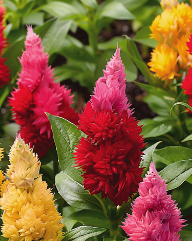 Sjeme Ice Cream Mixed (Celosia argentea) – godišnja mješavina