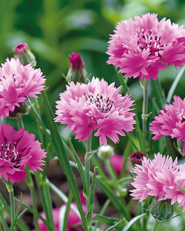 Graines de bleuet Pink Ball (Centaurea cyanus) – fleur annuelle