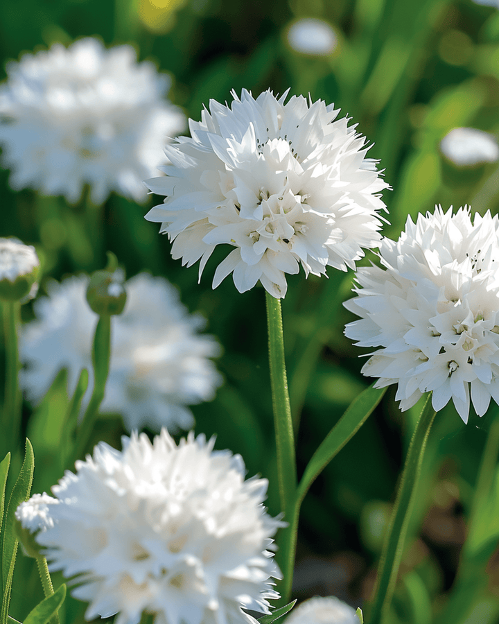 Sementes de Centaurea cyanus White Ball – flor anual