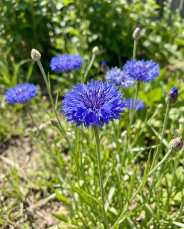Bleuet Blue Ball (Centaurea cyanus) – graines de fleurs annuelles de SeedsChoice