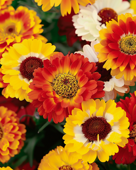 Żerriegħa tal-Chrysanthemum Chrysanthemum Carinatum Taħlita ta' Fjuri Annwali