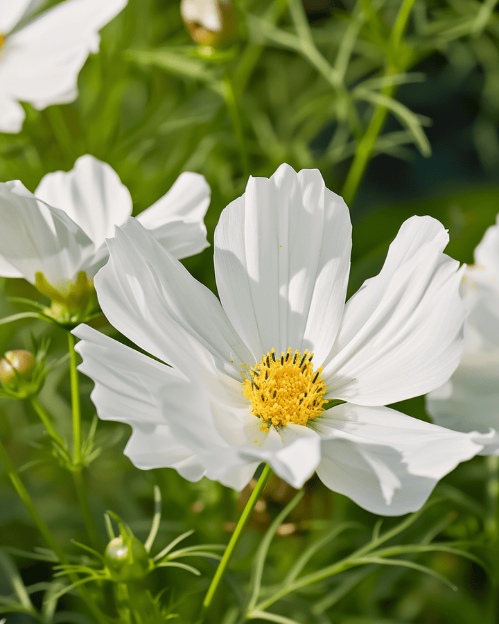 Semi Hummingbird White (Cosmos bipinnatus) – fiore annuale
