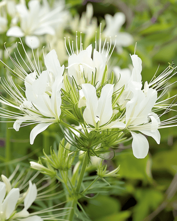 Semi Spiderflower White Queen (Cleome hassleriana) – fiore annuale