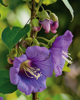 Żerriegħa tal-Kobea Cobaea Scandens Rampikant Annwali