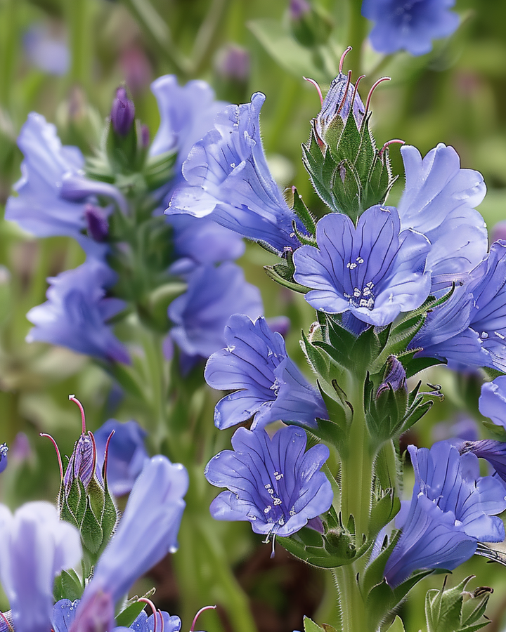Viper's Bugloss seeds (Echium plantagineum) – annual flower