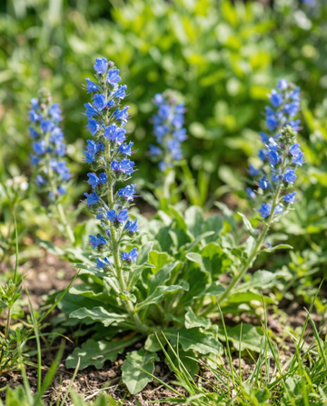 Vipérine (Echium plantagineum) – graines de fleurs annuelles chez SeedsChoice