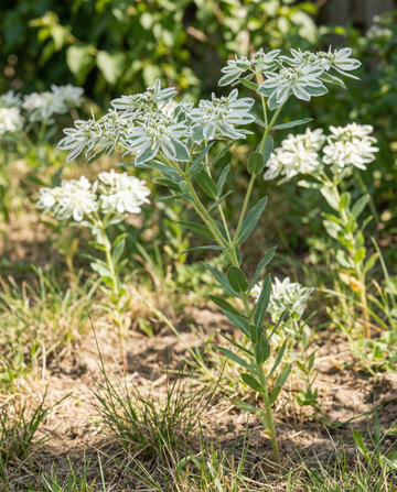 Snow On The Mountain (Euphorbia marginata) – nasiona roczniaków od SeedsChoice