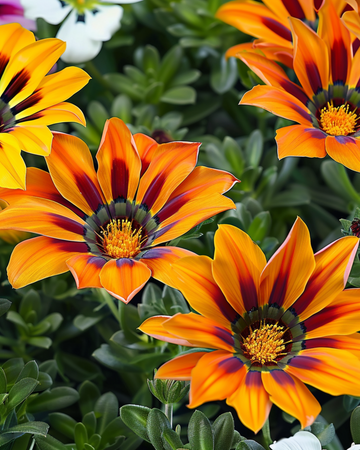 Treasure Mix F1 Tiger Samen (Gazania rigens) – einjährige Blume