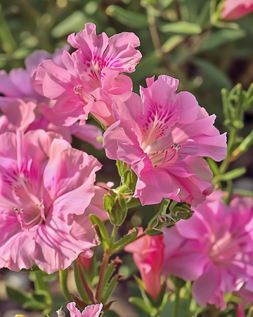 Graines de Godetia Sweetheart Pink Flowered Azalea (Clarkia amoena) – fleur annuelle