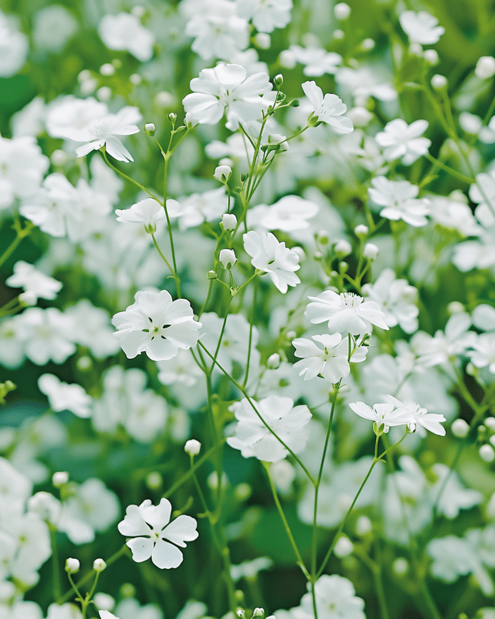 Sementes de Baby's Breath Covent Garden White (Gypsophila elegans) – anual
