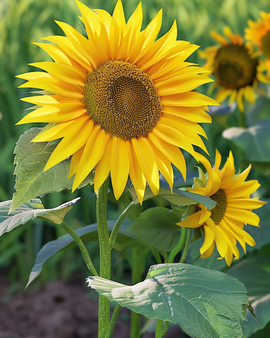 Żerriegħa tal-Ġirasol Sunspot Helianthus annuus Annwali