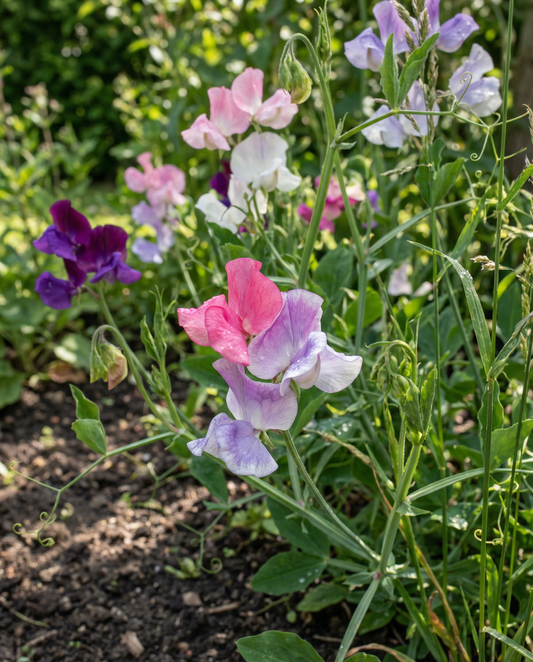 Pois de senteur Colorama Mix (Lathyrus odoratus) – graines de fleurs annuelles de SeedsChoice
