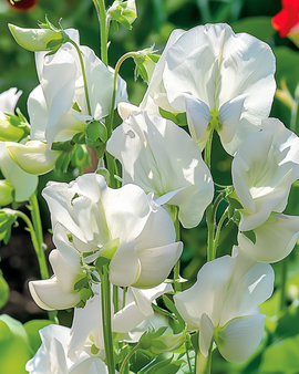 Żerriegħa ta' Piżella Ferranzana Royal Family Bajda Lathyrus Odoratus Annwali