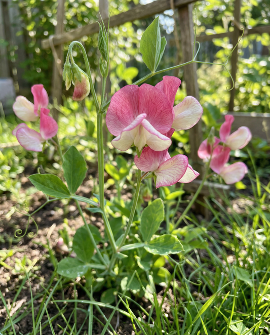 Pois de senteur Painted Lady Climber (Lathyrus odoratus) – graines de plante grimpante annuelle de SeedsChoice