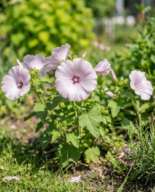 Mallow Silver Cup (Lavatera trimestris) – żrieragħ ta' fjuri annwali minn SeedsChoice
