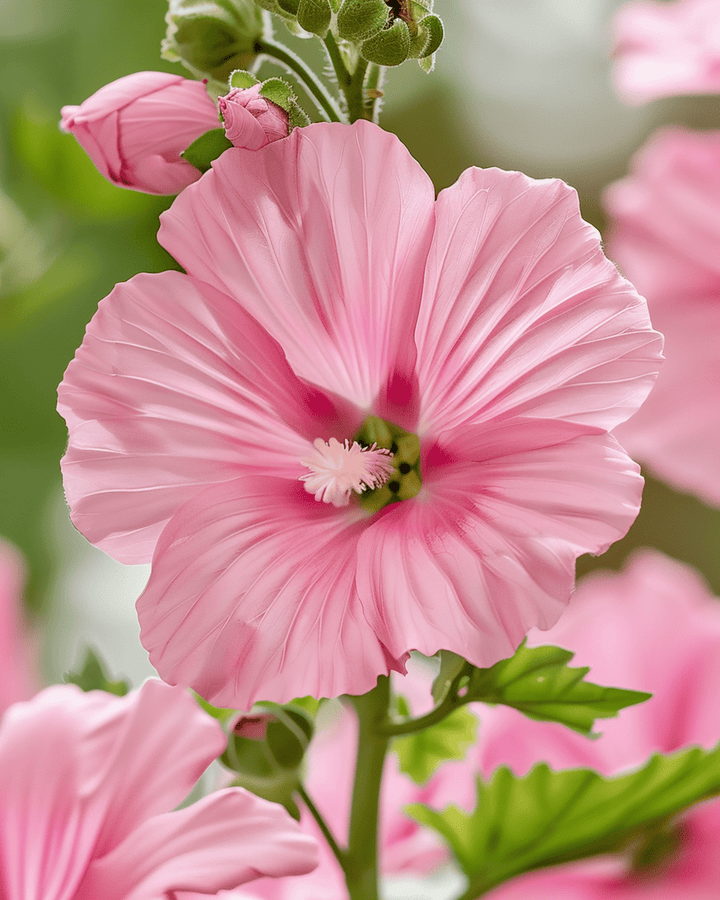 Żrieragħ Mallow Silver Cup (Lavatera trimestris) – fjura annwali