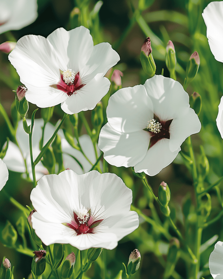 Sementes de linho Bright Eyes (Linum grandiflorum) – flor anual