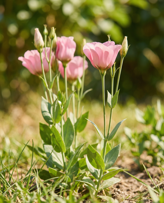 Lisianthus Pink Single (Eustoma russellianum) – żrieragħ ta' fjuri annwali minn SeedsChoice