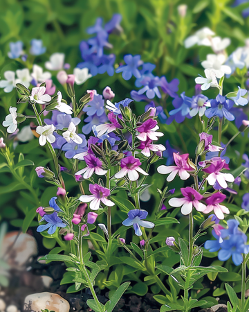 Graines de lobélie mélangée String Of Pearls Mixed (Lobelia erinus) – mélange annuel