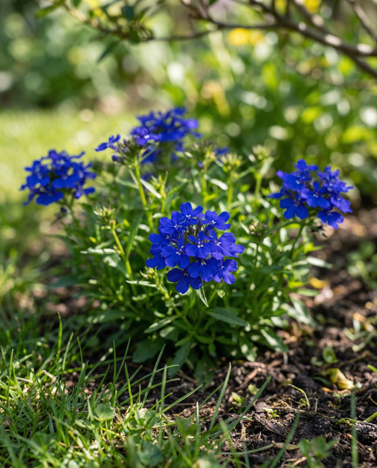Crystal Palace (Lobelia erinus) – annual flower seeds from SeedsChoice
