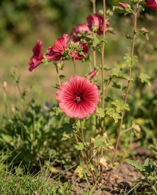 Red Queen (Malope trifida) – żerriegħa tal-fjuri annwali minn SeedsChoice