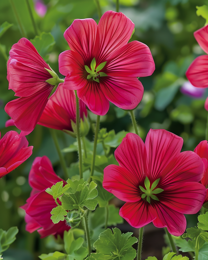 Żerriegħa Red Queen (Malope trifida) – fjura annwali