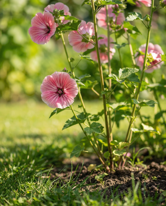 Grandiflora de cores mistas (Malope trifida) – sementes de mistura anual da SeedsChoice