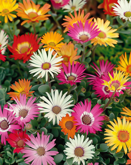 Livingstone Daisy-frø Dorotheanthus bellidiformis etårig blanding