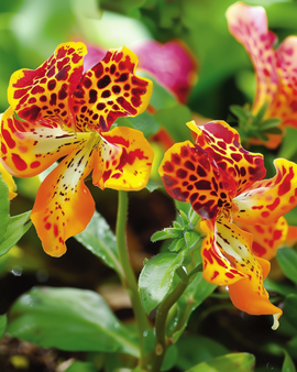 Żerriegħa tal-Monkey Flower Queen's Prize Mimulus Hybrida Fjura Annwali