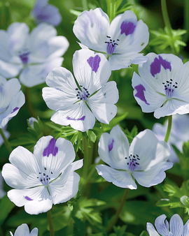 Żrieragħ Baby Blue Eyes Nemophila Maculata Fjuri Annwali