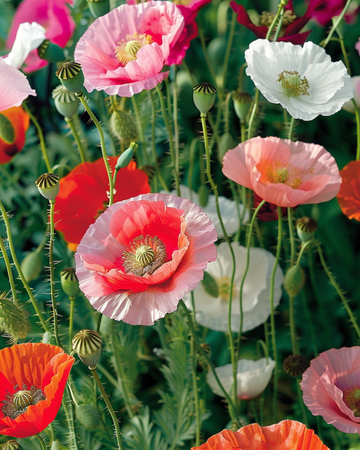 Vallmo Mixed frön (Papaver rhoeas) – ettårig blomma
