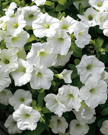 Hængende White Ramblin frø (Petunia hybrida) – etårig