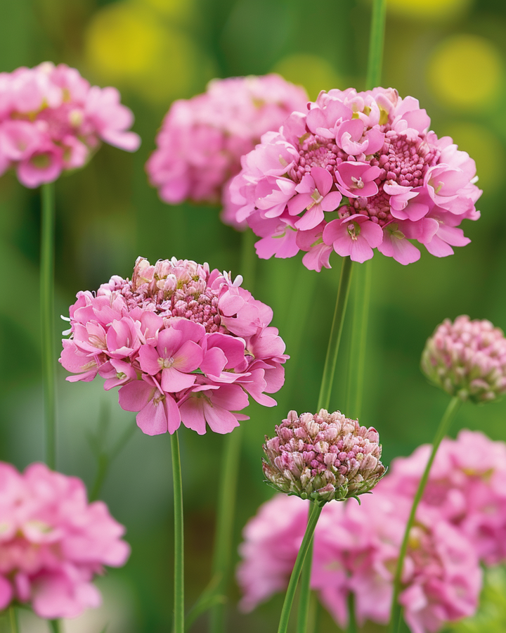 Salmon Queen Samen (Scabiosa atropurpurea) – einjährige Blume