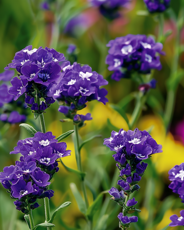 Statice Fortune Dark Blue zaden (Limonium sinuatum) – eenjarig