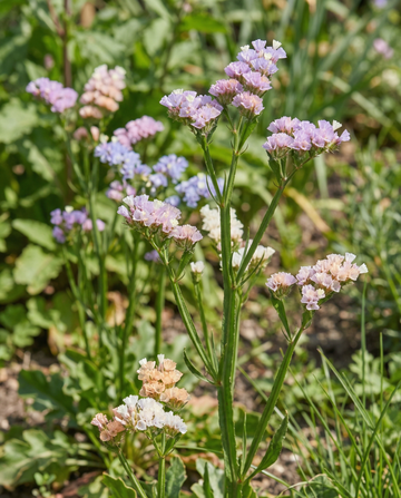 Sea Lavender Pacific (Limonium sinuatum) – annual mix seeds from SeedsChoice