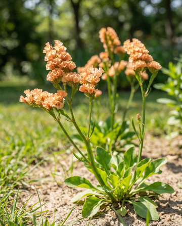 Statice Apricot Shades (Limonium sinuatum) – semillas anuales de SeedsChoice