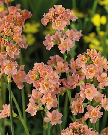 Semillas de statice Apricot Shades (Limonium sinuatum) – anual