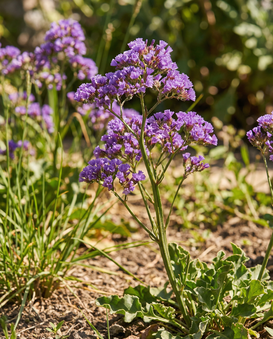 Estátice Purple Attraction (Limonium sinuatum) – sementes de flor anual da SeedsChoice