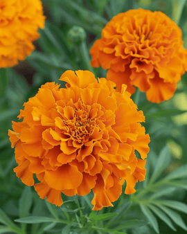 Żerriegħa tal-Qronfla Afrikana Hawaii Tagetes Erecta Annwali