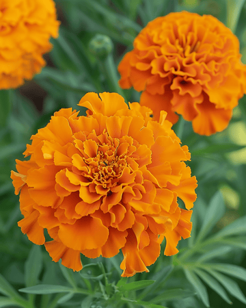 Afrikansk fløjlsblomst Hawaii frø (Tagetes erecta) – etårig blomst