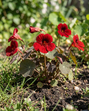 Capucine Empress Of India (Tropaeolum majus) – graines annuelles de SeedsChoice