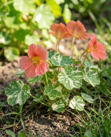 Capucine Alaska Salmon (Tropaeolum majus) – graines annuelles de SeedsChoice