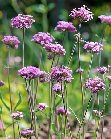 Purpletopp Vervain -siemenet (Verbena bonariensis) – yksivuotinen kukka