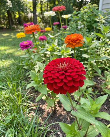 Dahliablomstret mix (Zinnia elegans) – etårige blomsterfrø fra SeedsChoice