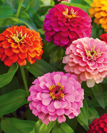 Giants Of California Mixed seeds (Zinnia elegans) – annual mix