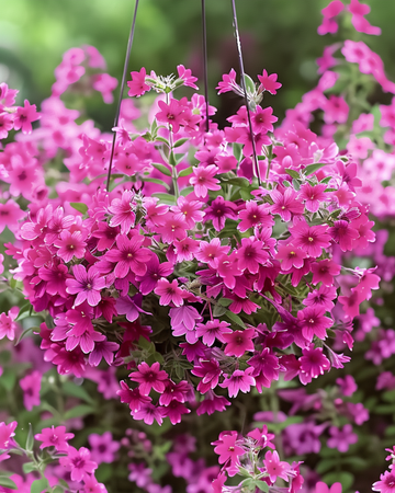 Żrieragħ tal-Catchfly Sibella Carmine (Silene pendula) – annwali
